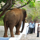 Illustration for article titled Elephant taunting is now a thing in India